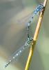 Coenagrion scitulum
